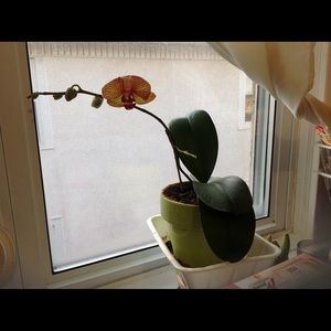 Meet your Posher, Monica